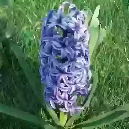 Blue Jacket